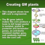 GMO #3